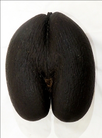 Artist :Lodoicea (Coco De mer)<br> Title : Joinned Coconut in Shape of a Woman's Vulva<br> Size : 12 x 14 x 6 inches